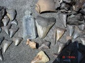 DSC00611.jpg
