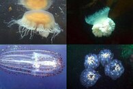 DDDB 530 jellies sm.jpg