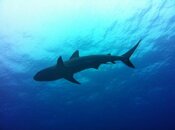 IMG_2615.jpg