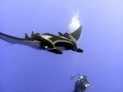 manta2.jpg