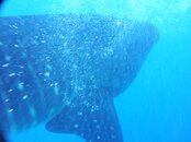 whaleshark nose.jpg