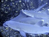 whitetip pile.jpg