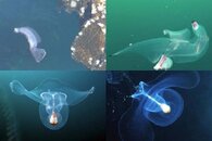 DDDB 531 heteropods and pteropods sm.jpg