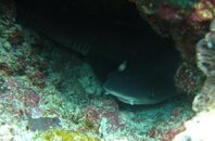 Reef Sharks.jpg