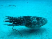 Cuttlefish.jpg