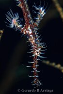 OrnateGhostPipefishJERRY.jpg