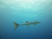IMG_0610.jpg IMG_0610.jpg