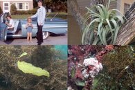 DDDB 534 epiphytes sm.jpg