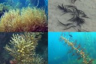 DDDB 535 Sargassum palmeri sm.jpg