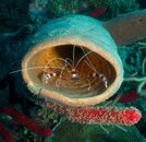 CoralShrimp.jpg