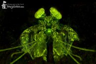 Lisa's Mantis Shrimp Fluorescence (Lysiosquillina lisa).jpg