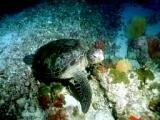 MK 6d dive tour turtle email.jpg