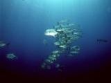 MK 6d dive tour jack & barracuda.jpg