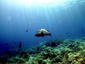 humphead.jpg