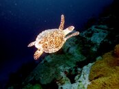 sea turtle.jpg