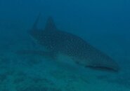whale shark.jpg