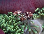 Cendrawasih crab.jpg