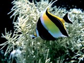 angel fish.jpg