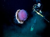 jelly fish.jpg