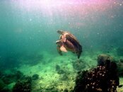mating turtles.jpg