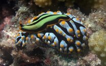 nudi 2.jpg