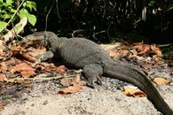 raja empat komodo dragon.jpg