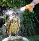 owl-getting-sprayed-with-hose-water.jpg