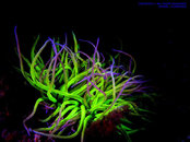 fluo s.m. 354-M.jpg