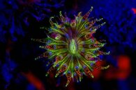 fluo s.m. 1404a.jpg