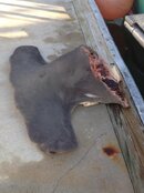 hammerhead head.jpg