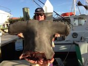 Hammerhead head 2.jpg