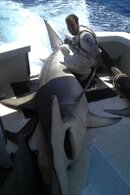 hammerhead.jpg