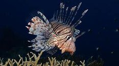 Nite Dive 1.jpg