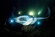 Nite Dive 2.jpg