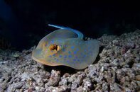 Nite Dive 4.jpg