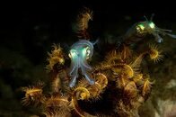 Nite Dive 5.jpg