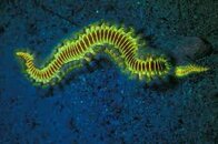 Nite Dive 6.jpg