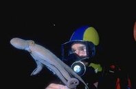 Nite Dive 7.jpg