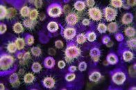 Nite Dive 8.jpg