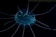 Nite Dive 9.jpg