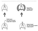 fig1f5.gif