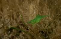 greenshrimptiny-0092.jpg