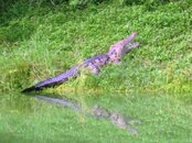 Croc1.jpg Croc1.jpg