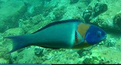 SaddleWrase.jpg SaddleWrase.jpg