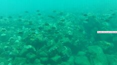 schoolof Fish.jpg schoolof Fish.jpg