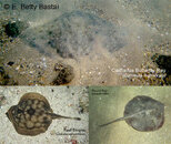 Stingrays_Mexico_Collage01.jpg