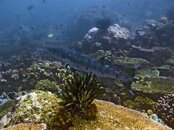 great_barracuda_Sphyraena_barracuda_IMG_5041.jpg