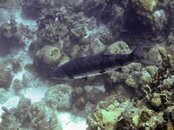 fish.jpg