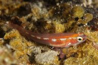 goby.jpg