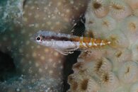 goby2.jpg